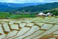 Rice field Royalty Free Stock Photo