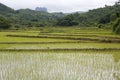 Rice field, Laos Royalty Free Stock Photo