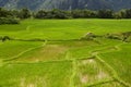 Rice field in Laos, Vang Vieng