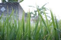 Rice field leafs