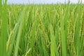 Rice field in LongJi, China