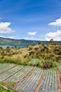 Rice field Royalty Free Stock Photo