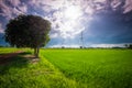 Rice Field with Mango Tree Royalty Free Stock Photo