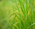 Beautiful Rice Field in the Morning