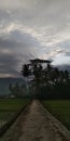 a rice field, morning sun, mountains, landscape, begron, countryside, village, agriculture, the afternoon Royalty Free Stock Photo