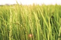 Rice field in the morning. Wheat close up. Beautiful Nature Sunset Landscape. Rural Scenery under Shining Sunlight Royalty Free Stock Photo