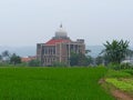 The rice field and mosque