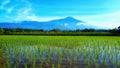 Rice field and mount slamet