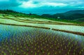 Rice field on the mountain