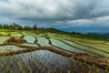 Rice field on the mountain