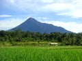 Rice Field and Mountain Background Royalty Free Stock Photo