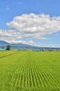 Rice field, mountain and blue sky