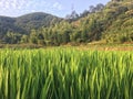 Rice field by the mountain