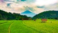 Rice field and mountain panorama in trawas East java Royalty Free Stock Photo