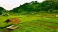 Rice field and mountain panorama in trawas East java Royalty Free Stock Photo