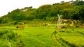 Rice field and mountain panorama in trawas East java Royalty Free Stock Photo
