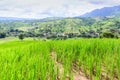 Rice field on the mountain peak of Phu Tabberk in Phetchabun, Thailand Royalty Free Stock Photo