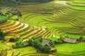 Rice field in the mountain of Sapa