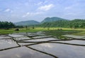 Rice field with mountain