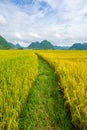 The rice field and mountains in BacSon - Vietnam Royalty Free Stock Photo