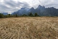 Rice field and mountians