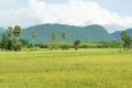 The rice field