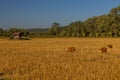 Rice field near Muang Sing, La Royalty Free Stock Photo
