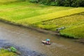 Rice paddy near Ngo river in Vietnam