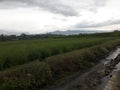 Rice field near by the river with beautif cloudly