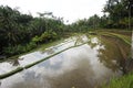 Rice field near Tampaksiring on the island of Bali