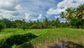 Rice field near town of Ubud Royalty Free Stock Photo