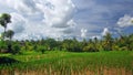 Rice field near the town of Ubud Royalty Free Stock Photo