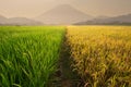 Rice field near the volcano Royalty Free Stock Photo