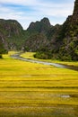 Rice field on Ngo river at Ninh Binh