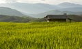 Rice field