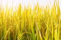 Rice field in north Thailand, nature food landscape background