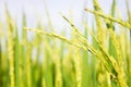 Rice field in north Thailand, nature food landscape background