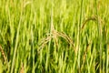 Rice field in north Thailand, nature food landscape background.