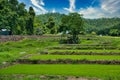 Rice field in northern Thailand