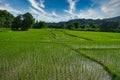 Rice field in northern Thailand