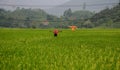 Rice field in Northern Vietnam Royalty Free Stock Photo