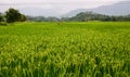 Rice field in Northern Vietnam Royalty Free Stock Photo