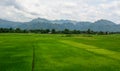 Rice field in Northern Vietnam Royalty Free Stock Photo
