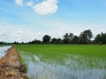 Rice field in organic farm process background on blue sky background