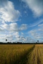 Rice field, sky and clouds Royalty Free Stock Photo