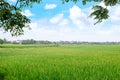 Rice field