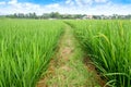 Rice field