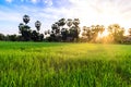 Rice field with palm tree background in morning, Phetchaburi Thailand