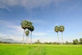 Rice field with palm trees in Angiang, Vietnam