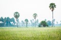 Rice field with palm trees in the morning Royalty Free Stock Photo